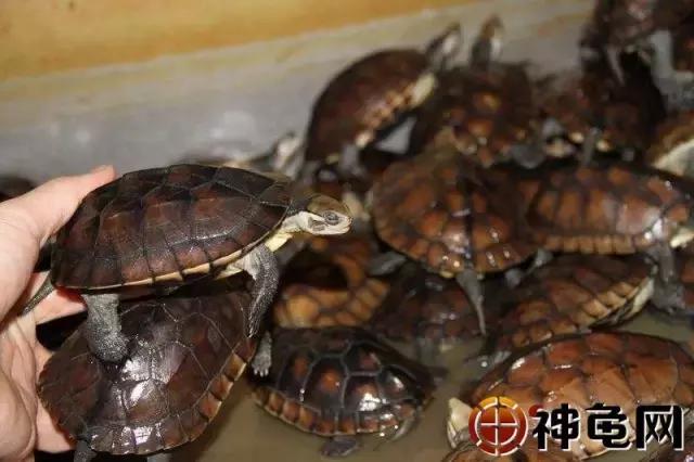 龟是不是越便宜越好养,龟养起来是不是违法的