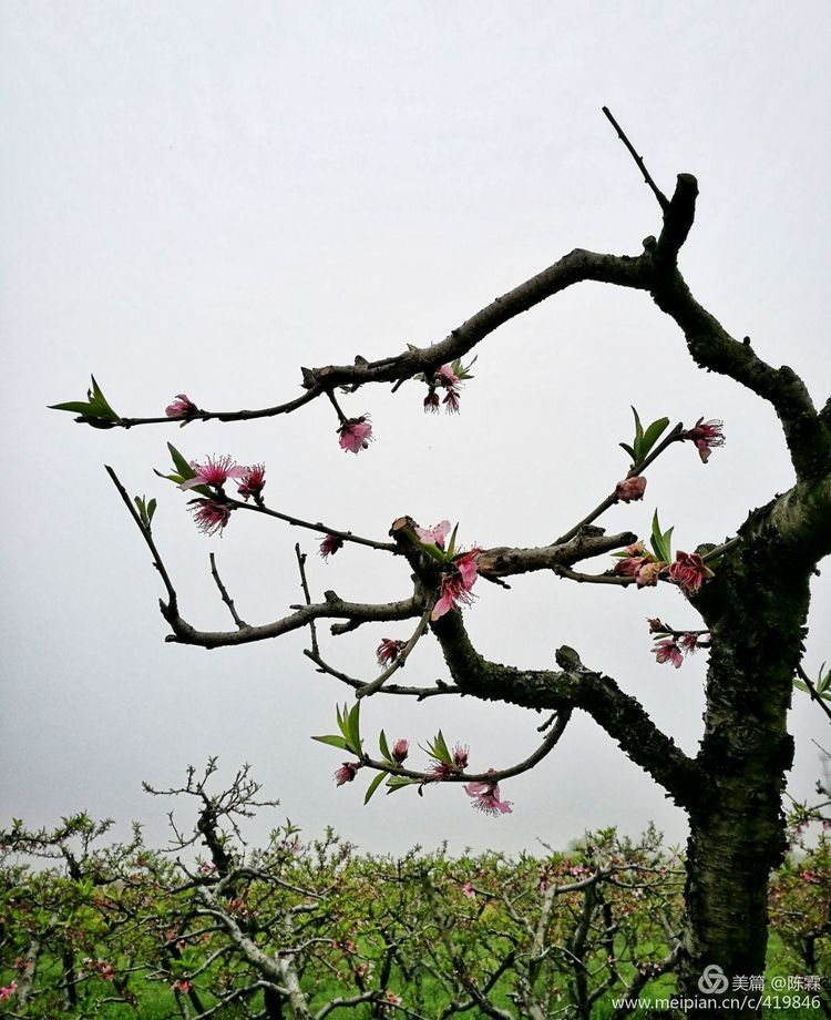 爱到尽头：本想送君一部红楼