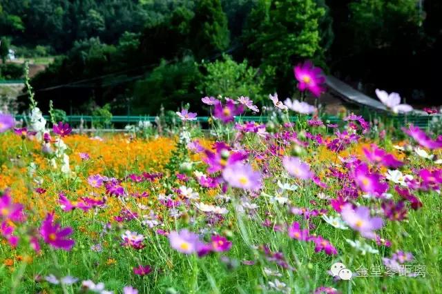金堂云顶山一日游攻略,金堂旅游攻略一日游价格
