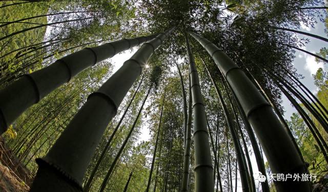 踏春出游来洛阳,踏春周末出游