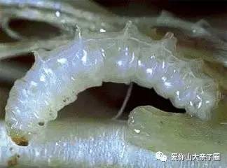 惊掉你下巴的“变态”虫生！盘点动物界那些长着长着就变形的主儿