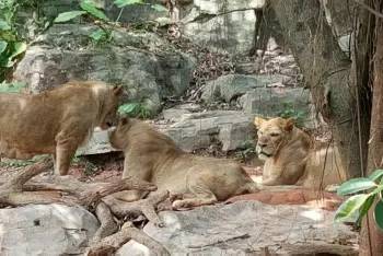 长隆番禺野生动物园攻略,番禺长隆野生动物园门票攻略