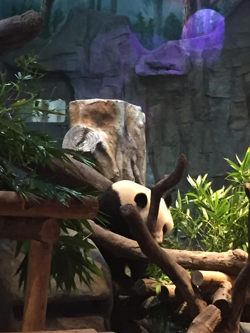 长隆番禺野生动物园攻略,番禺长隆野生动物园门票攻略