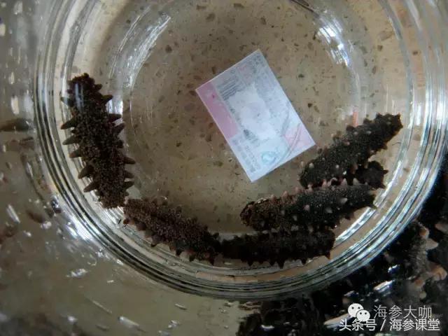 买的海参为什么是湿的,海参泡不大是假的吗