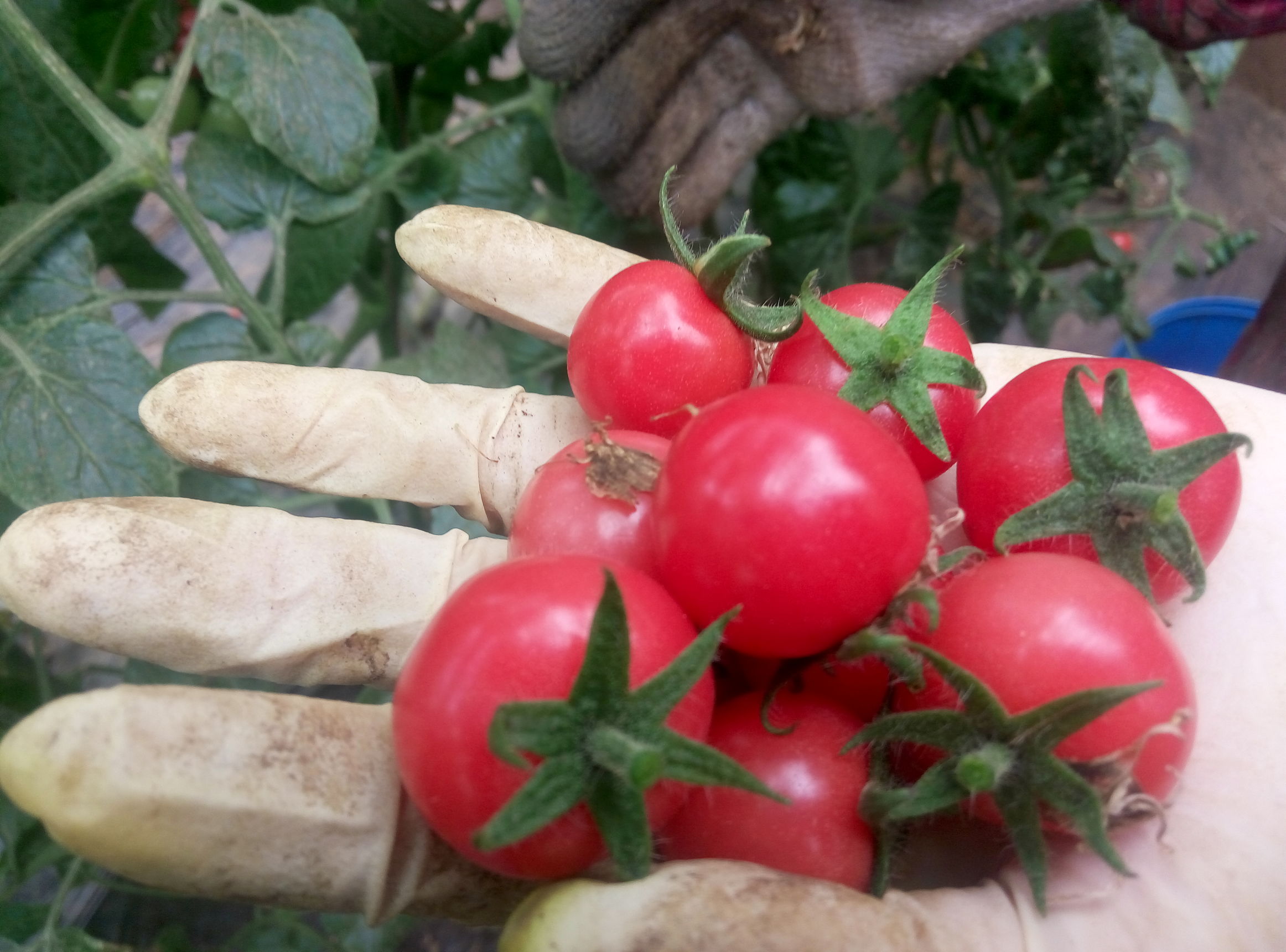 你吃到了哪些假瓜,真正千禧圣女果