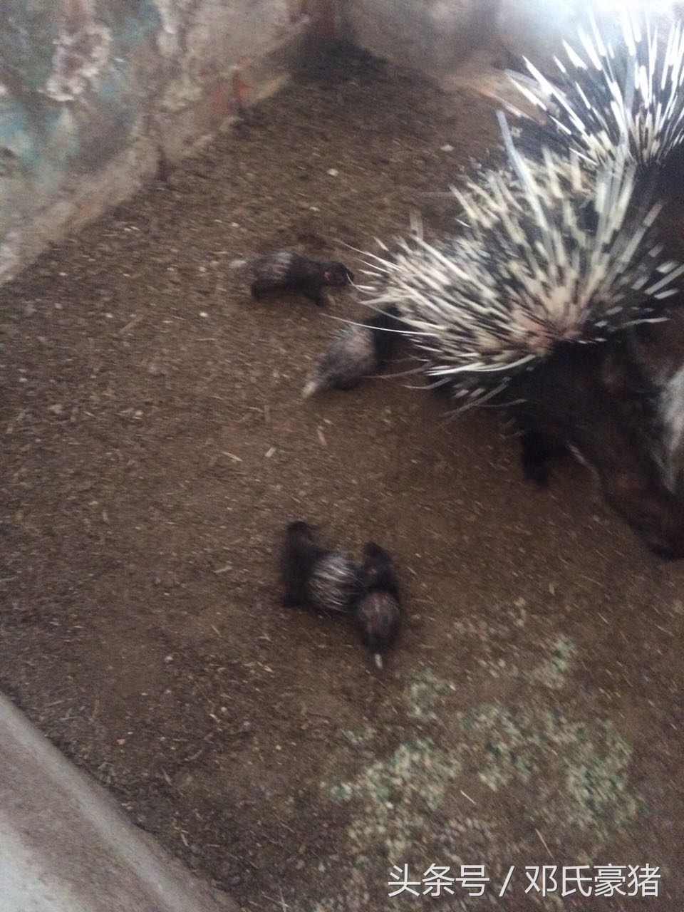 豪猪养殖技术视频,豪猪养殖技术和注意事项