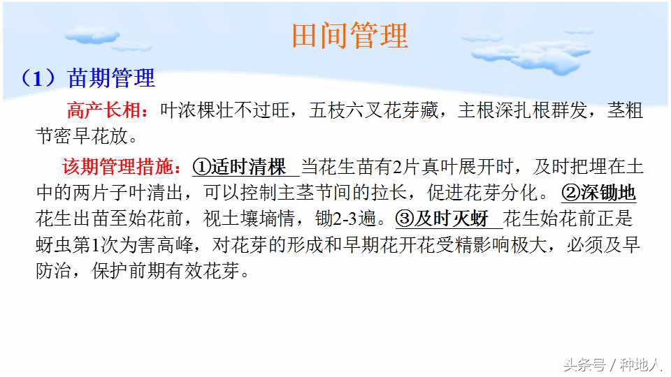 已经开始种花生了怎么种,马上要种花生了