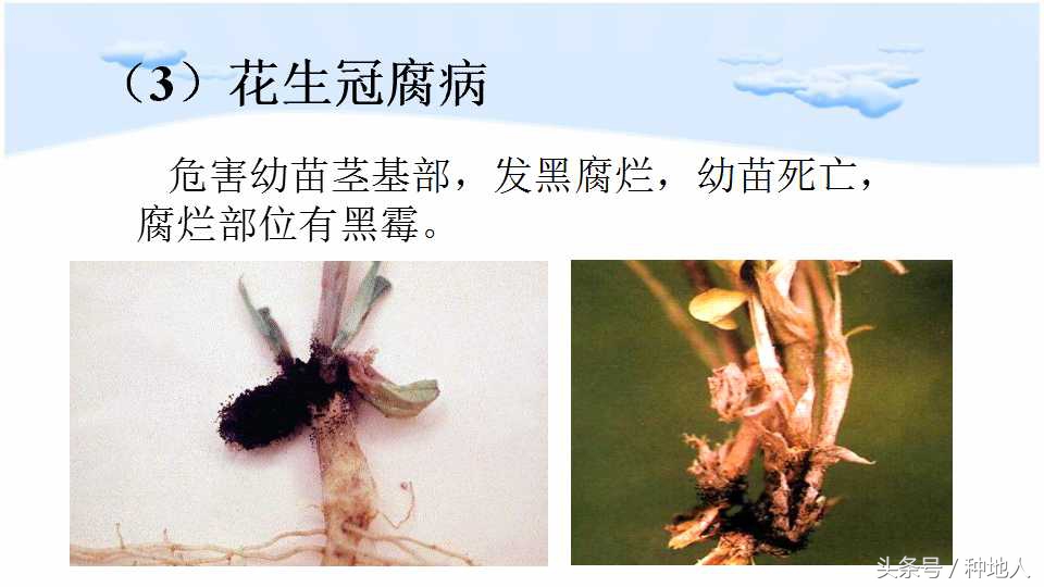 已经开始种花生了怎么种,马上要种花生了