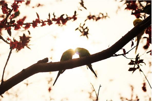 春季手机摄影大赛,摄影有哪些大赛