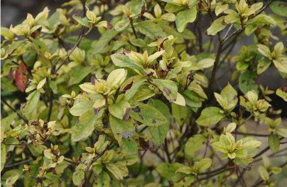 杜鹃掉叶子正常吗,杜鹃出现枯枝怎么办