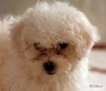 比熊,贵宾犬眼睛周围出现难看的泪痕,怎样获得微笑干净的脸?