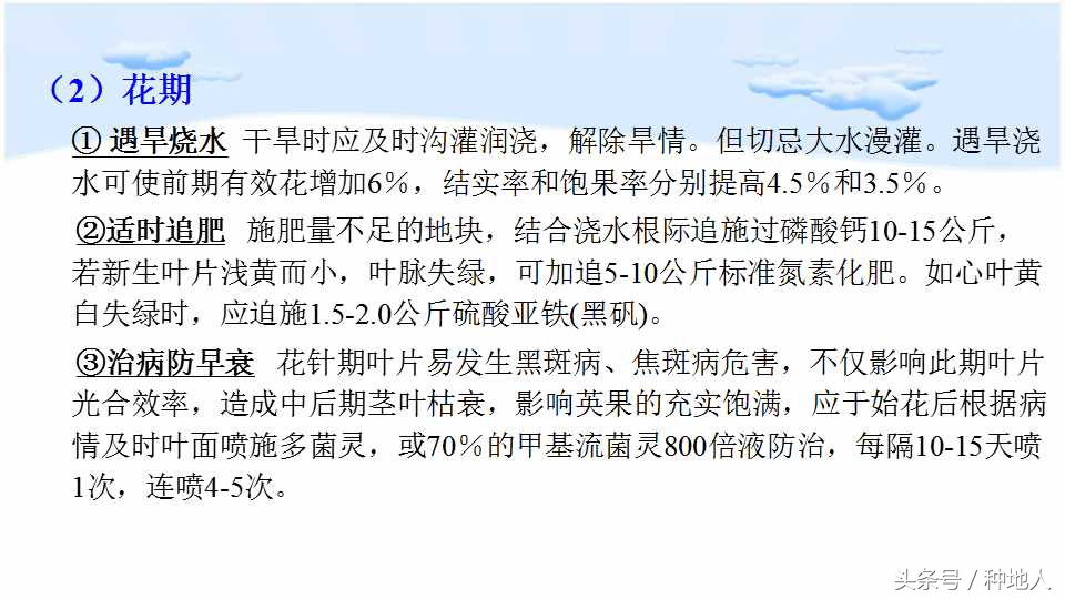 已经开始种花生了怎么种,马上要种花生了