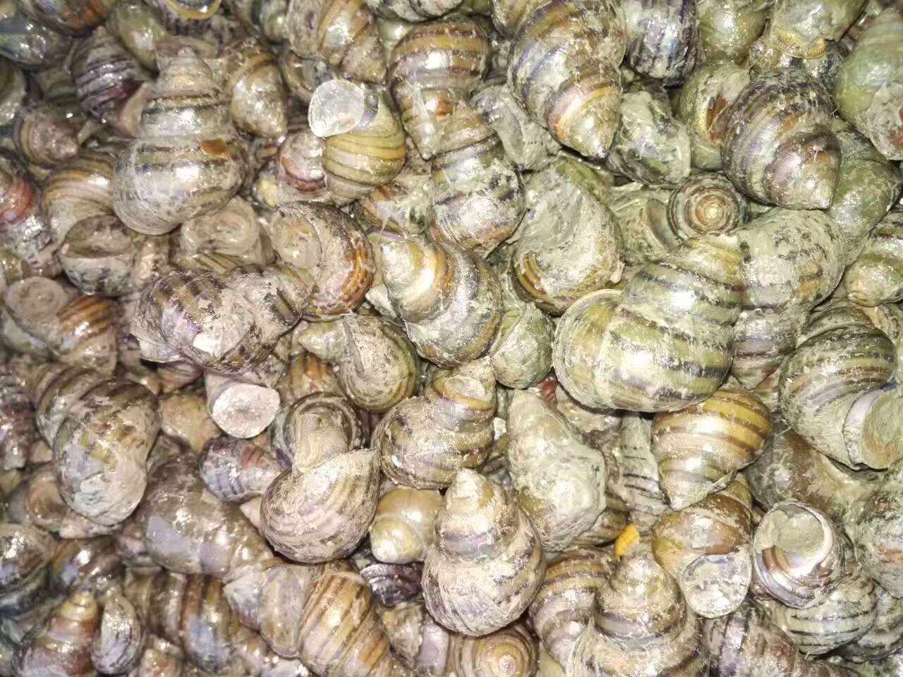 淡水钓鱼大青鱼怎么钓的,四海野钓大青鱼视频