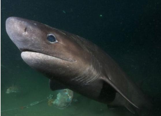 世界上有没有长相奇怪的鲨鱼,所有怪异鲨鱼的视频