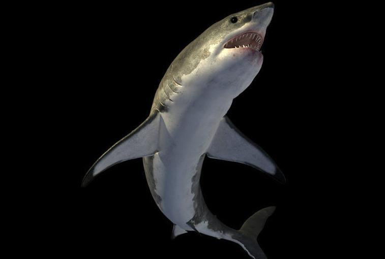 世界上有没有长相奇怪的鲨鱼,所有怪异鲨鱼的视频