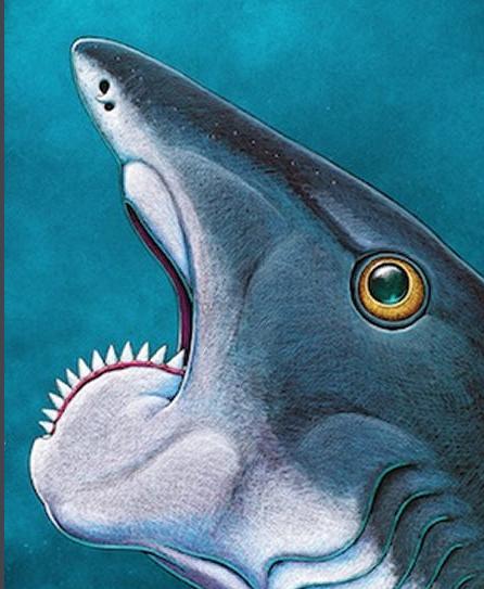 世界上有没有长相奇怪的鲨鱼,所有怪异鲨鱼的视频