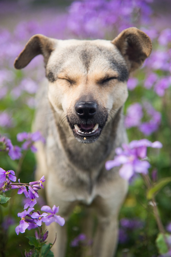 春季手机摄影大赛,摄影有哪些大赛