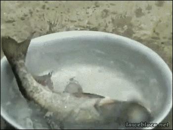 这算不算最萌身高差?