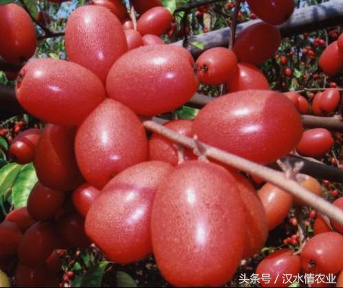 安徽羊奶果种植基地,优质羊奶果种植基地