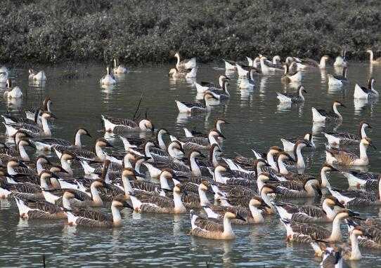 目前养鹅的市场前景如何,未来一两年养鹅市场行情