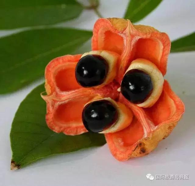 海南你没见过的水果,海南你没有见过的水果