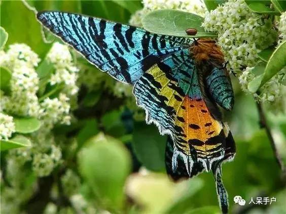 蛾，蛾，蛾~最大、最美、最奇葩，展翅向天歌