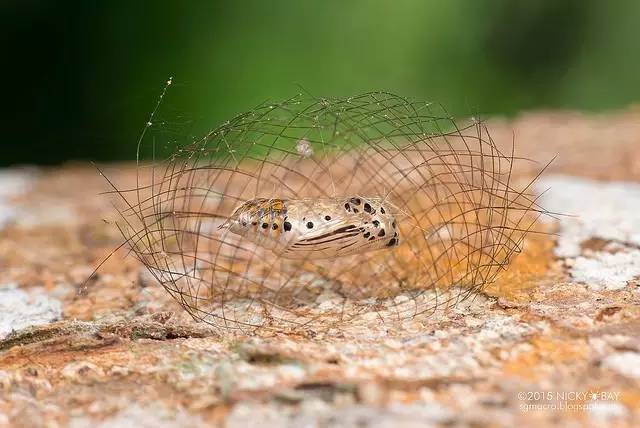 蛾，蛾，蛾~最大、最美、最奇葩，展翅向天歌