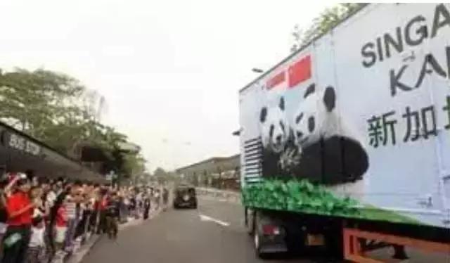 荷兰迎接中国大熊猫,大熊猫在国外有警车开道