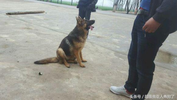 肩高50是怎么算的,肩高50cm正常吗