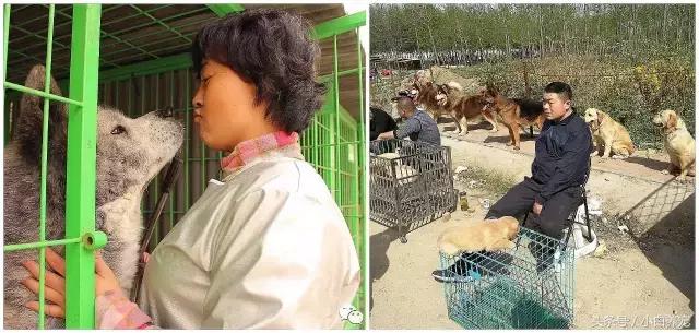 狗贩子VS繁育者，买狗狗究竟该找谁？