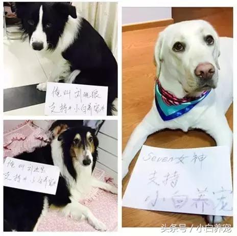 狗贩子VS繁育者，买狗狗究竟该找谁？