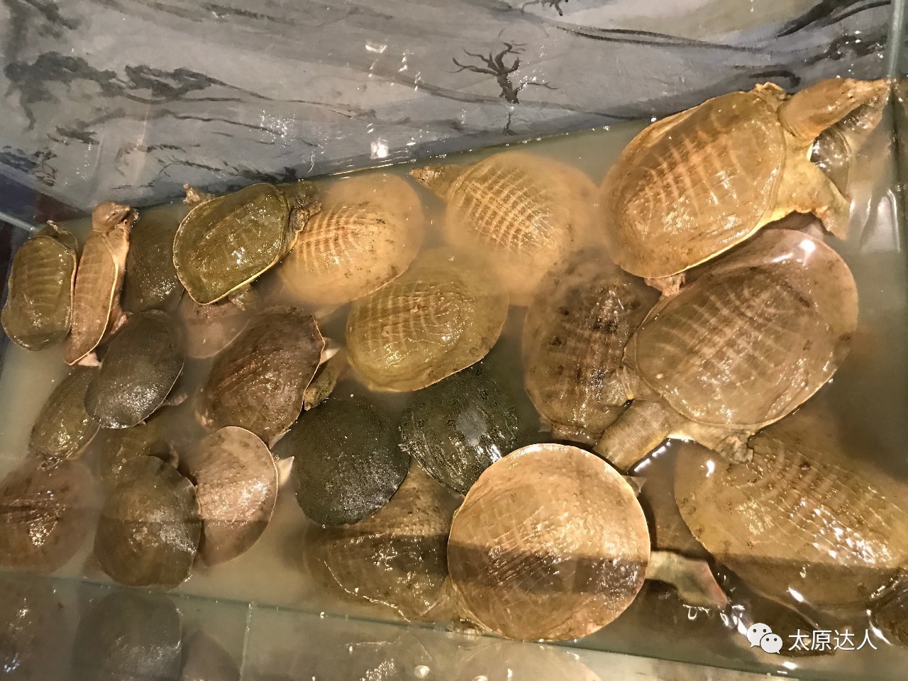 靠着这道菜这家店火了二十年,这个店只专注做一道菜却火了5年