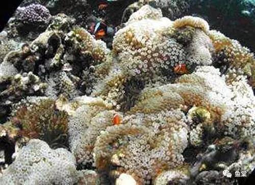 珊瑚生病的样子,珊瑚生病了怎么办