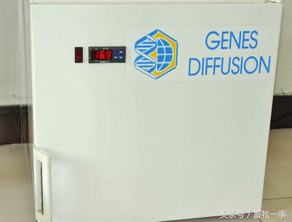 养猪怎样提高人工授精的成功率,养猪新模式猪舍建造