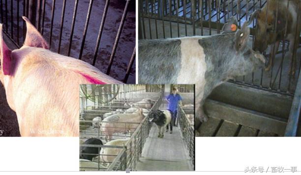 养猪怎样提高人工授精的成功率,养猪新模式猪舍建造