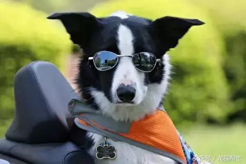 边境牧羊犬放羊vs德国牧羊犬放羊,放羊是德牧好还是边境牧羊犬好