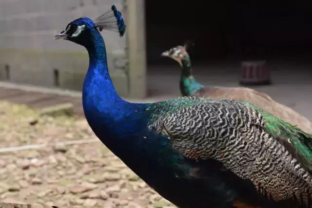 9种奇葩的动物蛋,这些奇葩的鸡蛋你见过吗