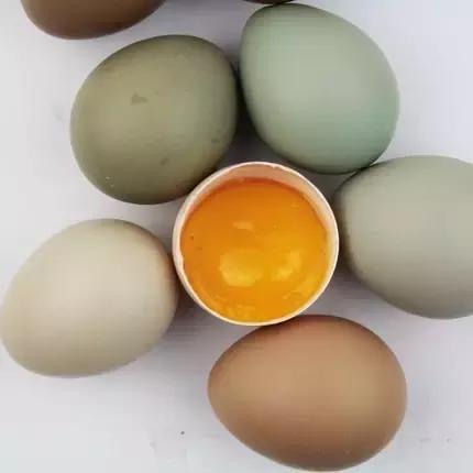 9种奇葩的动物蛋,这些奇葩的鸡蛋你见过吗