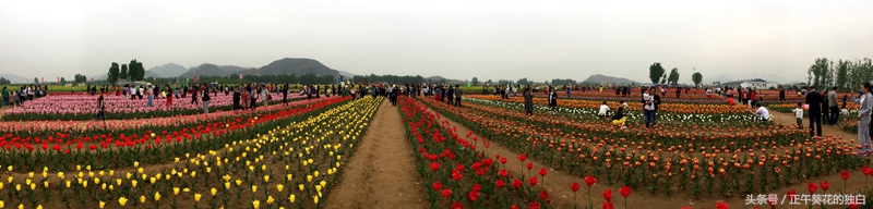 狼牙山田园花海入口,狼牙山万亩花田附近景点