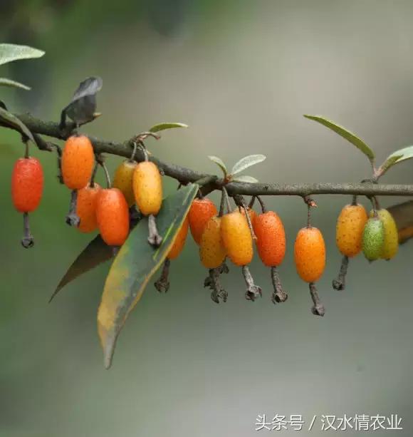 最好吃的羊奶果,安康羊奶果的做法