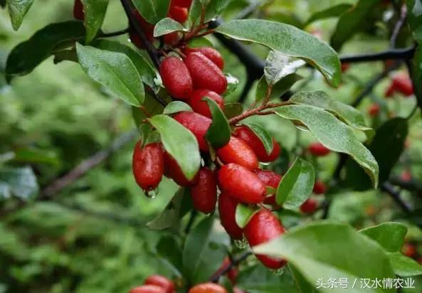 最好吃的羊奶果,安康羊奶果的做法