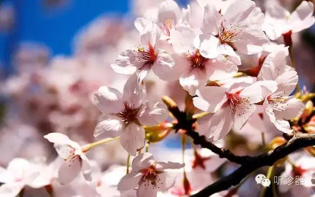 哪种天气更适合花粉过敏者踏青,在这个花粉过敏的季节里