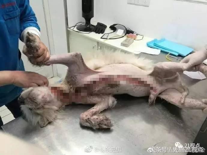 被打伤的萨摩耶,萨摩耶被剪伤了