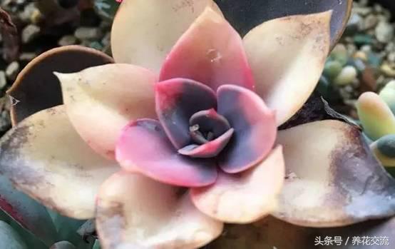 网购被骗种出的离谱花卉,多肉植物从花市买回怎么办