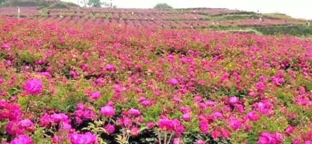 成都周边玫瑰景点推荐一下,成都玫瑰花海一日游