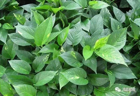 绿萝怎么水培养能快速爆盆,绿萝怎么水培才能爆盆和爬满墙