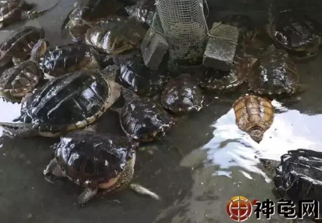龟是不是越便宜越好养,龟养起来是不是违法的