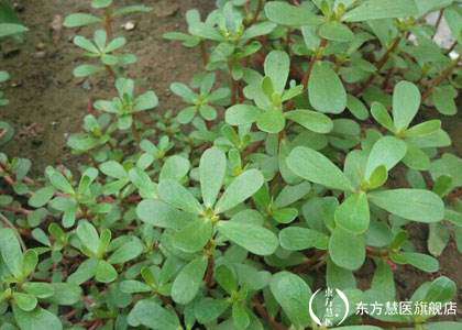 也许你见过，但是你未必能叫出来的野菜，药用价值相当的高