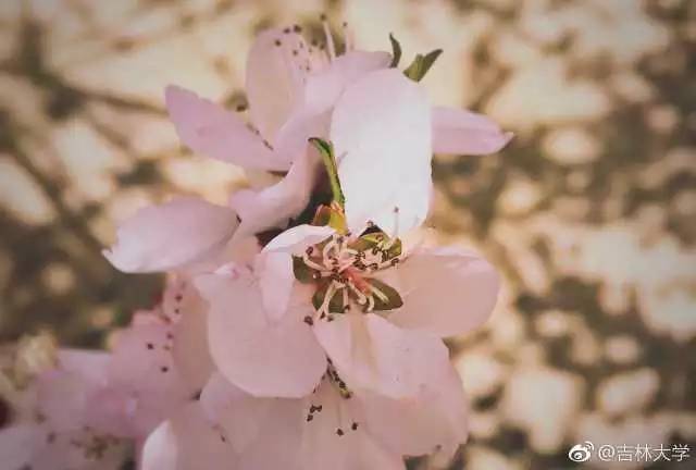 林志玲360无死角是真的美,全球最美360无死角的美女