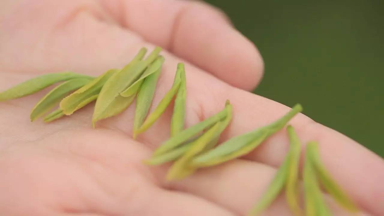 曾经的皇家贡茶,丽水龙泉贡茶